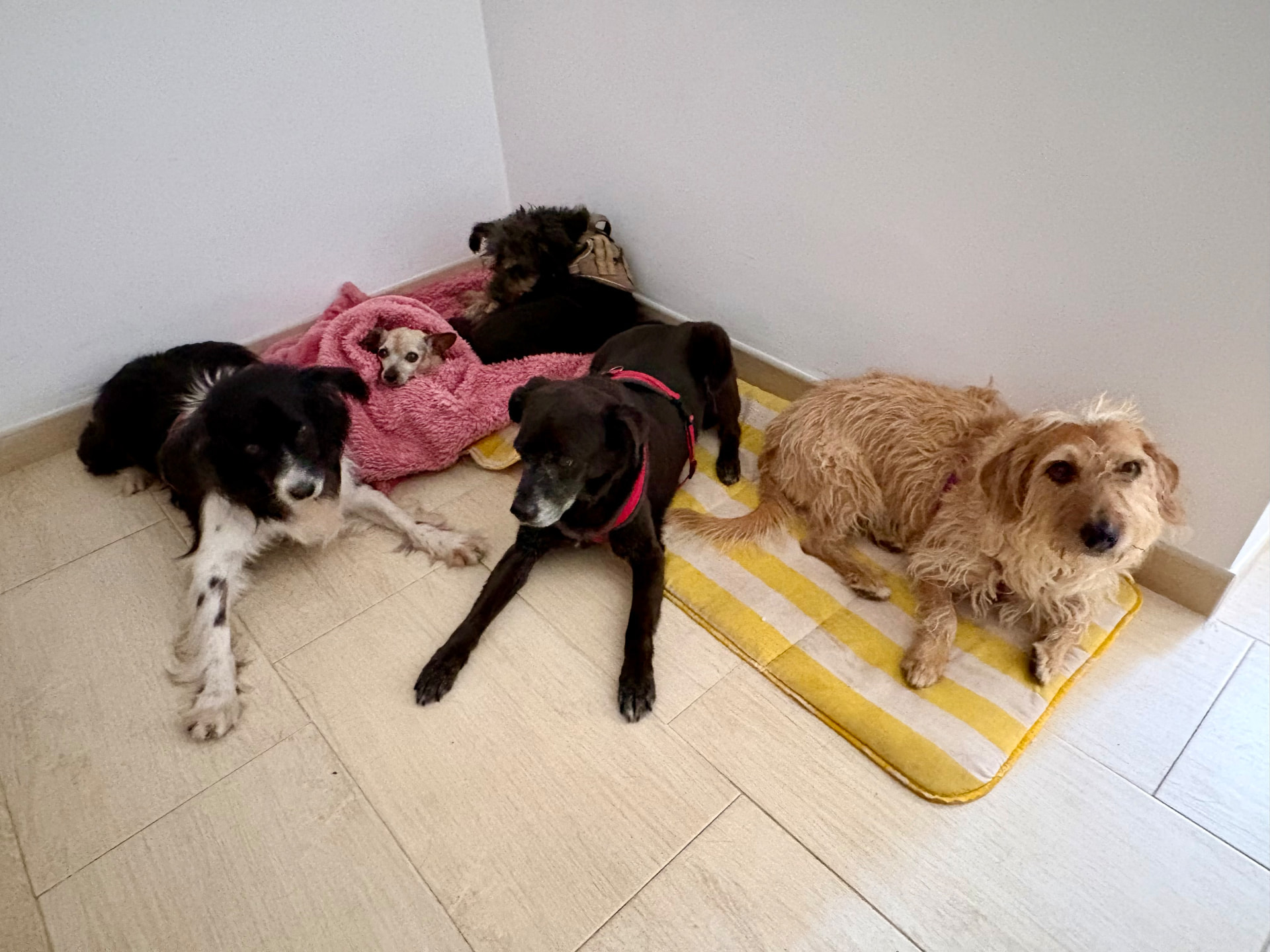 Ozzy, Virgilio, Nani y Cali descansando juntos en un rincón de la casa